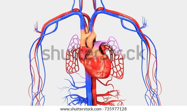 3d drawing of human heart