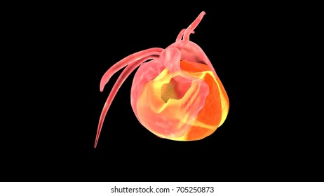 human heart 3d render