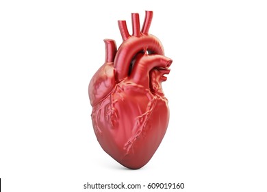 Human Heart, 3D Rendering Isolated On White Background