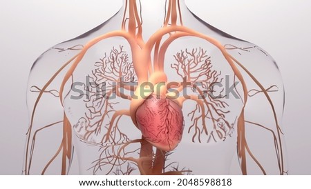 Human heart, 3d rendering, medically accurate illustration of the human heart anatomy
with venous system
