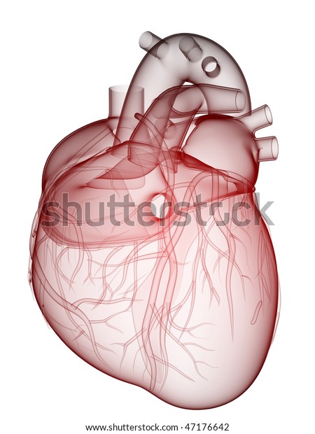 Human Heart Stock Illustration 47176642