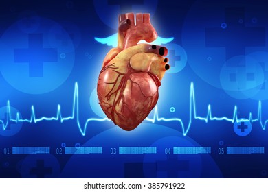 3d Illustration Anatomy Human Heart Stock Illustration 719497858