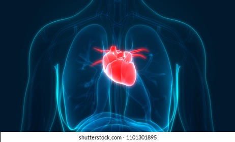 Human Heart Anatomy. 3D