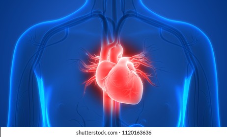 Human Heart Anatomy. 3D