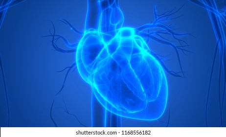 Human Heart Anatomy. 3D