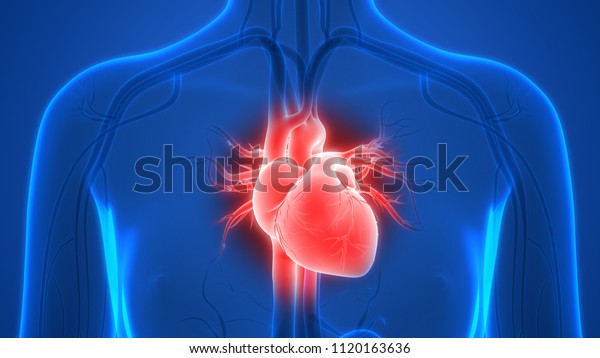 人間の心臓解剖学 3d のイラスト素材