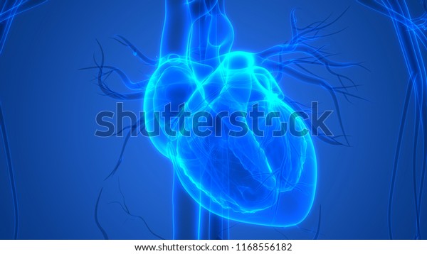 人間の心臓解剖学 3d のイラスト素材