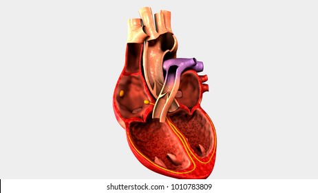 Human Heart Anatomy 3d Illustration Stock Illustration 1010783809 ...