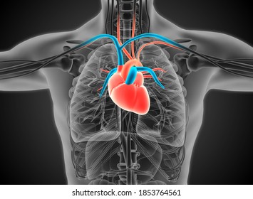 Human Heart Anatomy 3D Illustration