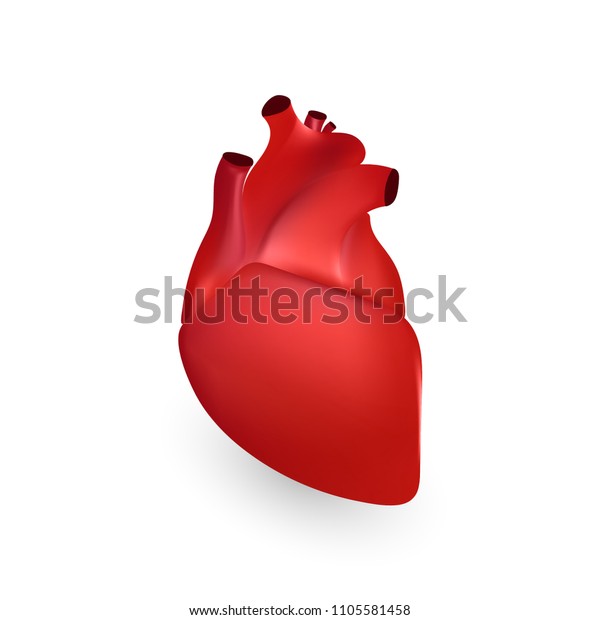 Human Heart Anatomy 3d Illustration Isolated Stock Illustration 1105581458 Shutterstock 2357
