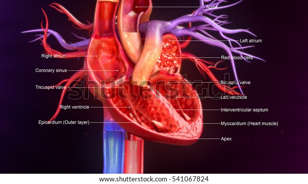 人間の心臓解剖学3dイラスト のイラスト素材