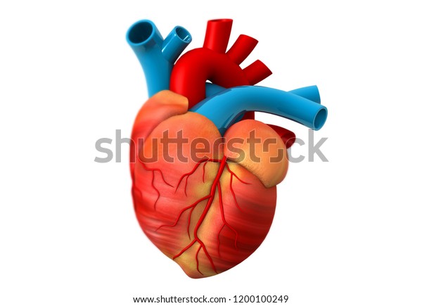 Human Heart Anatomy 3d Render Stockillustration 1200100249 Shutterstock 0780