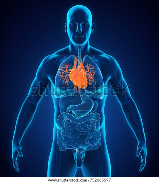 Human Heart Anatomy 3d Rendering Stock Illustration 752065597