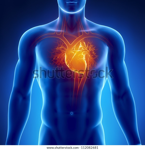 Human Heart Anatomy Stock Illustration 112082681