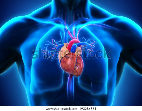 Human Heart Anatomy Stock Illustration 193286861