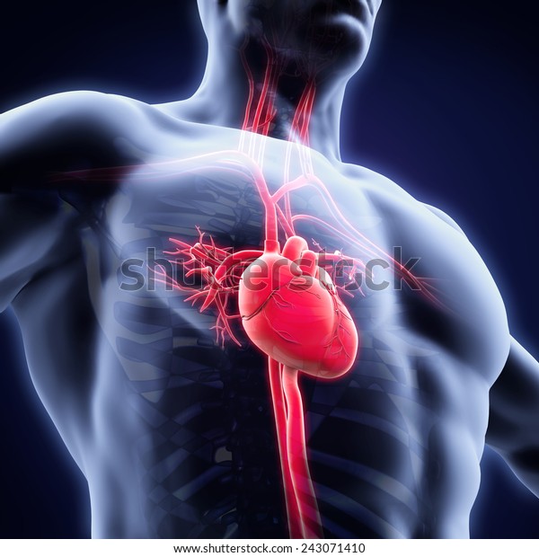 Human Heart Anatomy Stock Illustration 243071410