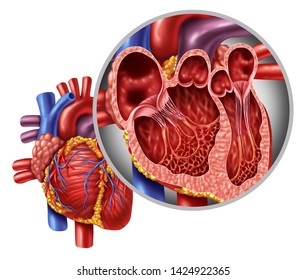 Human Heart Anatomy Close Up Diagram Concept From A Healthy Body Isolated On White Background As A Medical Health Care Symbol Of An Inner Cardiovascular Organ.