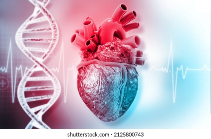 Human Heart Anatomy With Dna Strand. 3d Illustration		