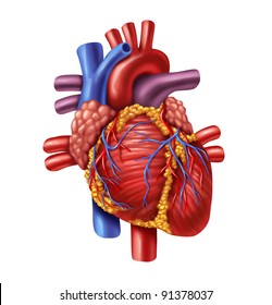 Human heart anatomy from a healthy body isolated on white background as a medical health care symbol of an inner cardiovascular organ.