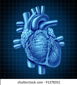 Human heart anatomy from a healthy body on a blue and black graph background as a medical health care symbol of an inner cardiovascular organ.