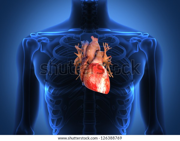 健康な体からの人間の心臓の解剖学 のイラスト素材