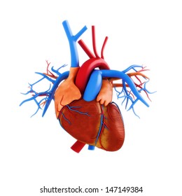 Human heart anatomy illustration on a white background. Part of a medical series