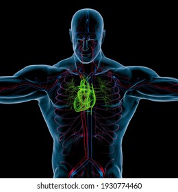 Human Heart Anatomy For Medical Concept 3D Illustration