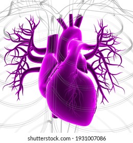 Human Heart Anatomy For Medical Concept 3D Illustration