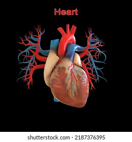 Human Heart Anatomy For Medical Concept 3D Illustration