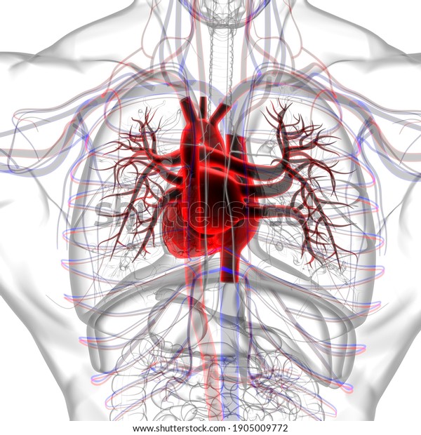 Human\
Heart Anatomy For Medical Concept 3D\
Illustration