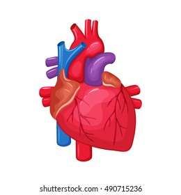 Human Heart Anatomy. Medical Science Illustration. Internal Organ: Atrium And Ventricle, Aorta, Pulmonary Trunk, Valve And Vein.