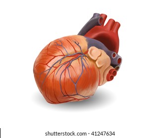 Human Heart Anatomy Original Hand Painted Stock Illustration 41247634 ...