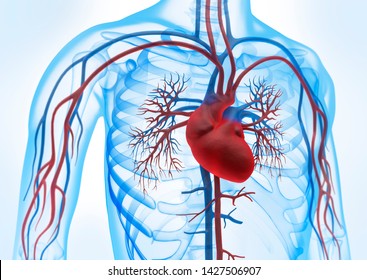 Human Heart With Blood Circulation System - 3D Illustration