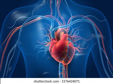 Human heart with blood vessels. 3d illustration	