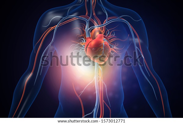 Human Heart Blood Vessels 3d Illustration Stock Illustration 1573012771