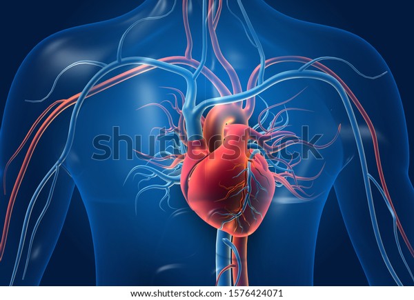 血管を持つ人間の心臓 3dイラスト のイラスト素材