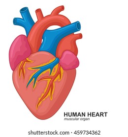 Human Heart Cartoon Stock Vector (Royalty Free) 459734290 | Shutterstock