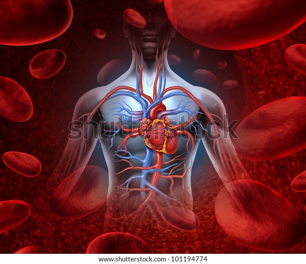 Human heart circulation cardiovascular system\
with anatomy from a healthy body on a background with blood cells\
as a medical health care symbol of an inner organ as a medical\
health care\
concept.