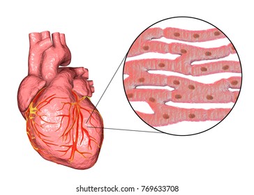 Human Heart And Close-up View Of Cardiac Muscle Structure, 3D Illustration