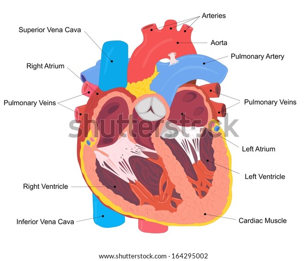 Human Heart Cross Section Stock Illustration 164295002