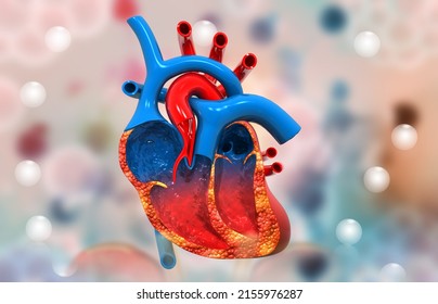 Human Heart Cross Section Anatomy. 3d Illustration	