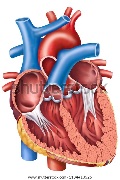 Human heart,\
cross section, descriptive\
scheme.