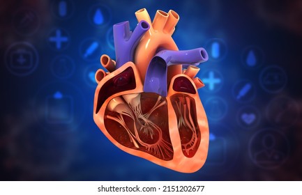 Human Heart Cross Section On Medical Background. 3d Illustration