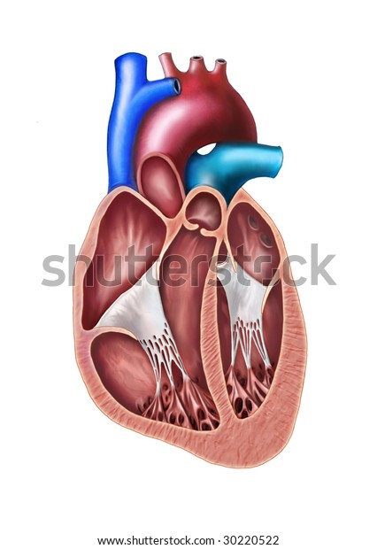 Human Heart Cross Section Original Digital Stock Illustration 30220522