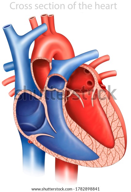 The human\
heart, descriptive and anatomical diagram, cross section of the\
heart and the main parts that compose\
it.