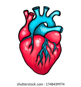 透明な背景にリアルな人の心 心臓血管系の臓器のリアルなベクターイラスト のベクター画像素材 ロイヤリティフリー Shutterstock
