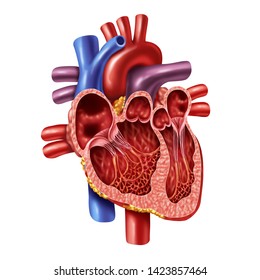 Human heart inner anatomy concept with valves from a healthy body isolated on white background as a medical health care symbol of an inner cardiovascular organ in a 3D illustration style.