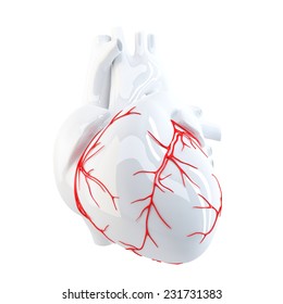 Human Heart. Isolated. Contains clipping path