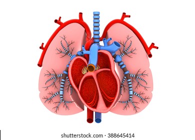 Human Heart And Lungs Cross Section