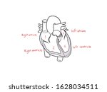 human heart is made up of four chamber, left and right atrium, left and right ventricle